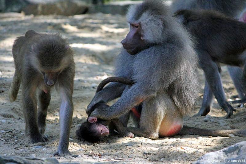 2010-08-24 (612) Aanranding en mishandeling gebeurd ook in de apenwereld.jpg